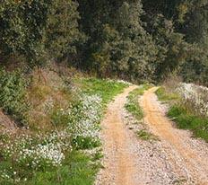 Camí enmig del camp amb flors